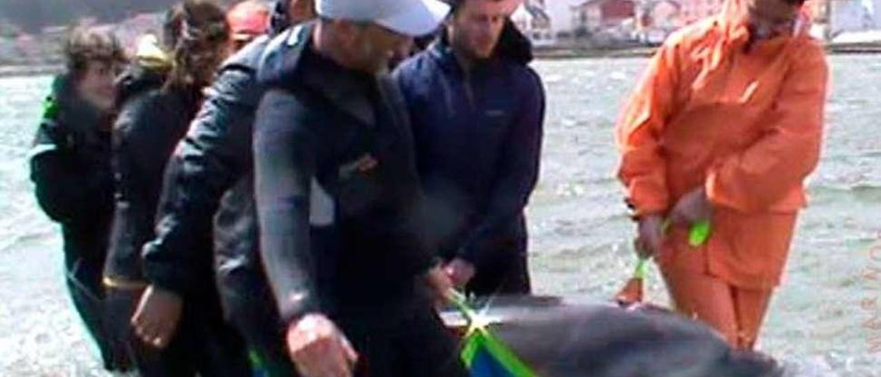 Momento en que los delfines fueron rescatados. // Cemma