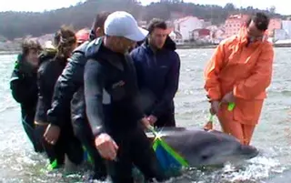 Los delfines varados en A Toxa estaban de caza y se despistaron