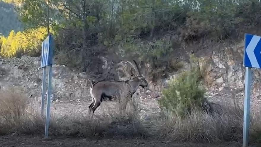 Un grupo de cabras invade la carretera de un pueblo de Castellón