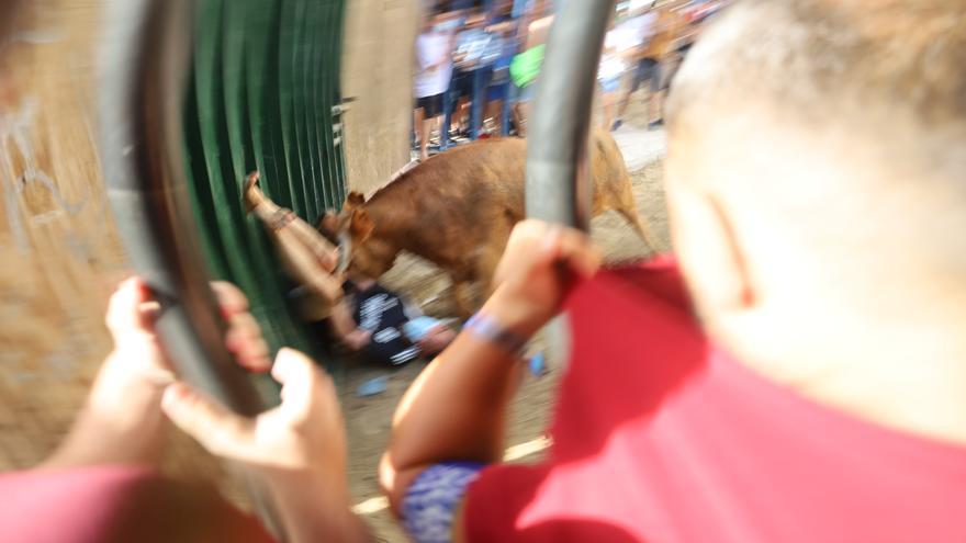 Una vaca de Machancoses cornea a un ciudadano chino en la exhibición del Grau