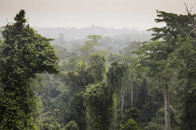 Los bosques de Ghana