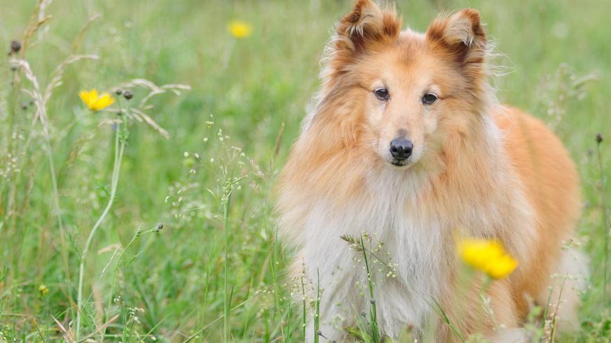 Las razas de perros más miedosas del mundo, según los expertos