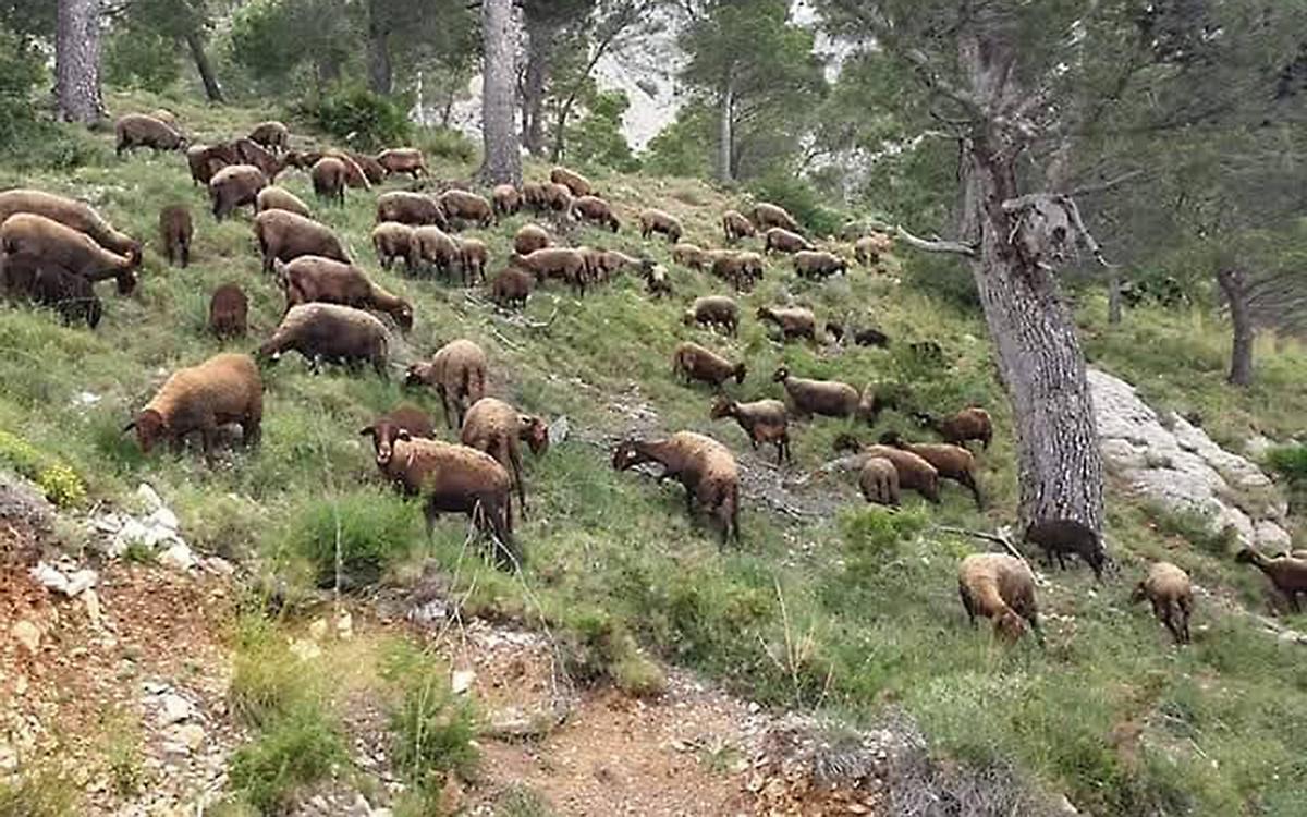 Las `ovejas bombero´ pastando en el Pinar de Calçes.