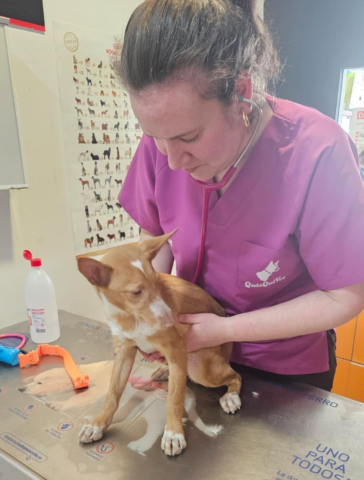 La veterinaria tratando a Silván.