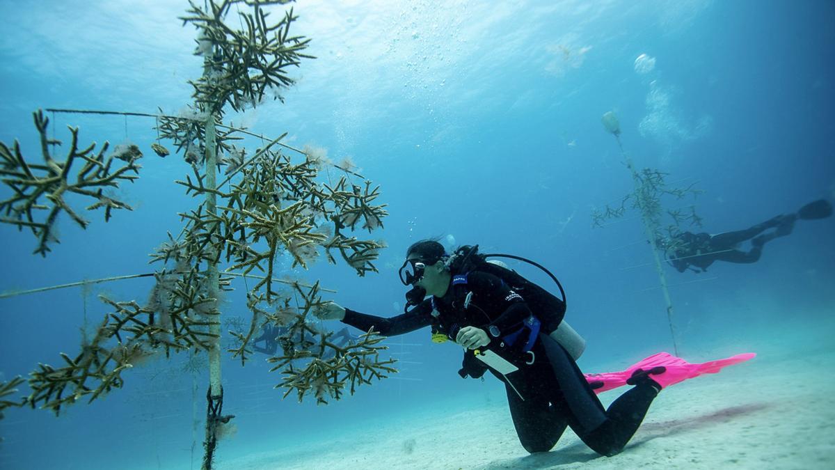 Iberostar, a través de su movimiento Wave of Change se compromete a mejorar la salud de los ecosistemas que rodean sus hoteles