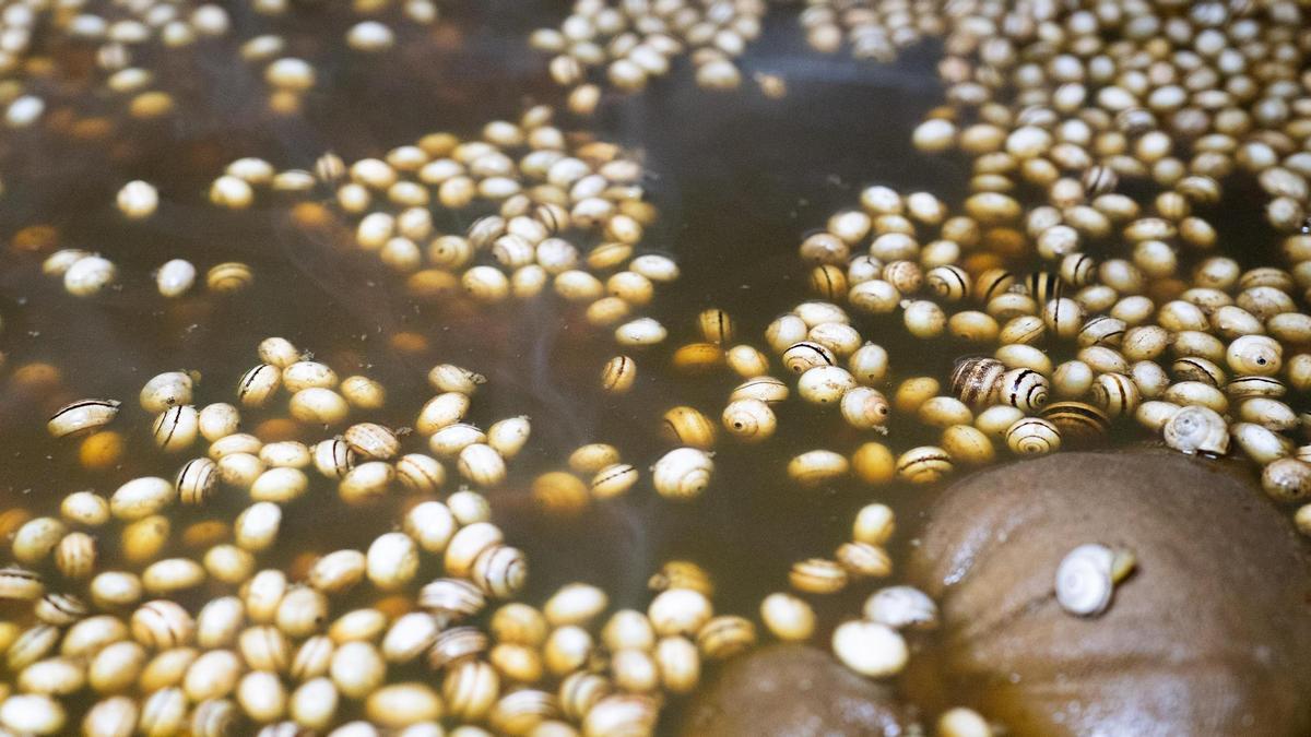 "Termina la Semana Santa y la Feria, y lo que nos queda son los caracoles": Luz verde a la temporada en los bares más icónicos de Triana