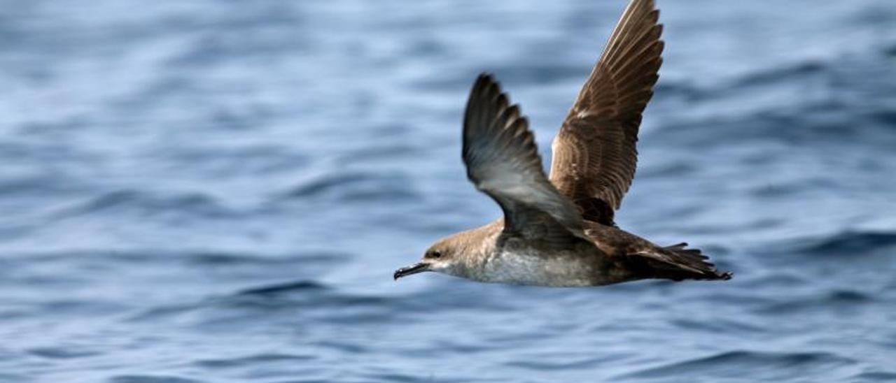 Un ejemplar de virot, un ave marina que está en situación vulnerable y que tiene sus poblaciones más importantes en Balears.
