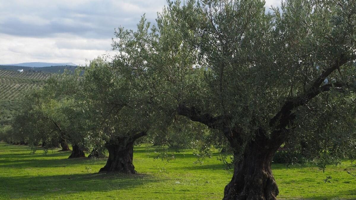 El olivar como tesoro ecológico: 114 especies de aves en una sola finca