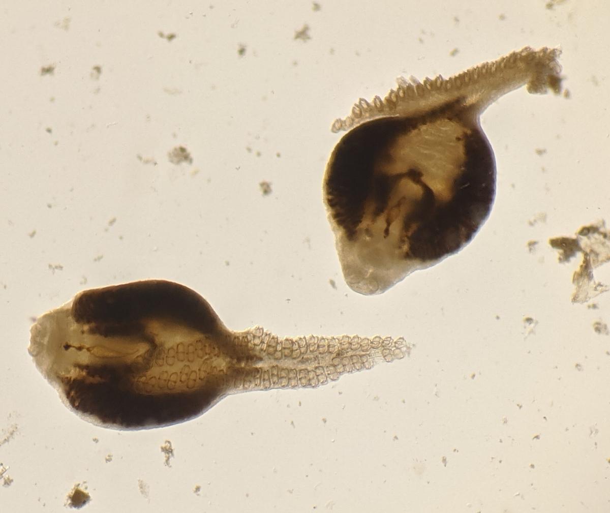 Gusanos monogéneos (Microcotyle sebastis) disecados de las branquias de un pez de roca cobrizo conservado en el Museo Burke de la Universidad de Washington.