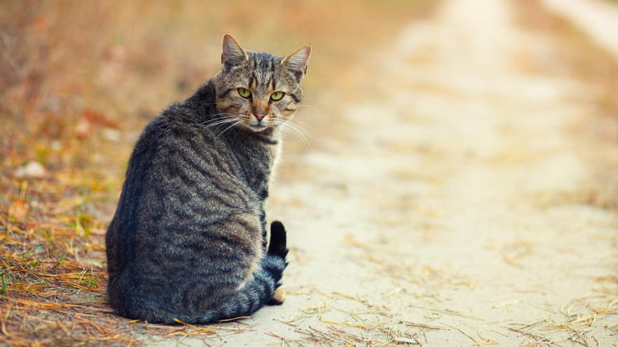 Un gato callejero, posible autor del asesinato