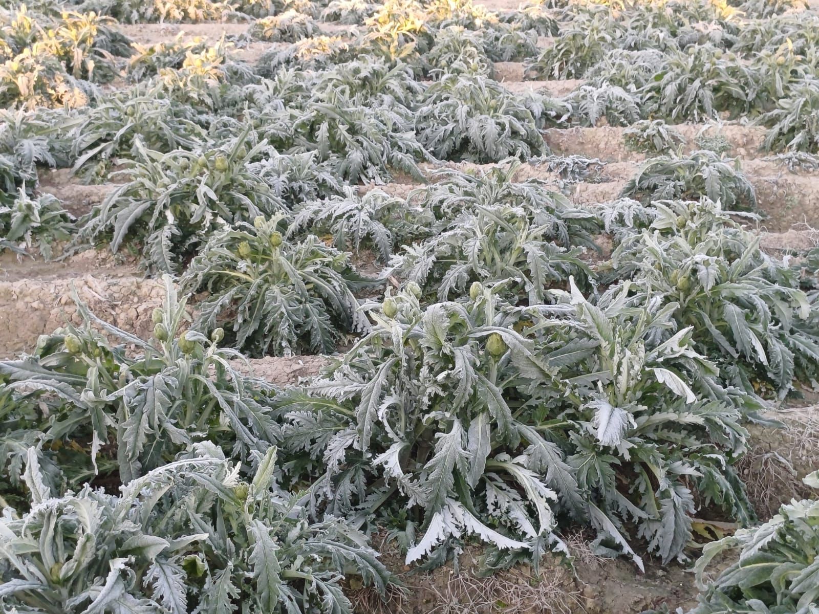 Así han amanecido muchos cultivos de la Vega Baja y el Camp d´Elx: bajo la escarcha