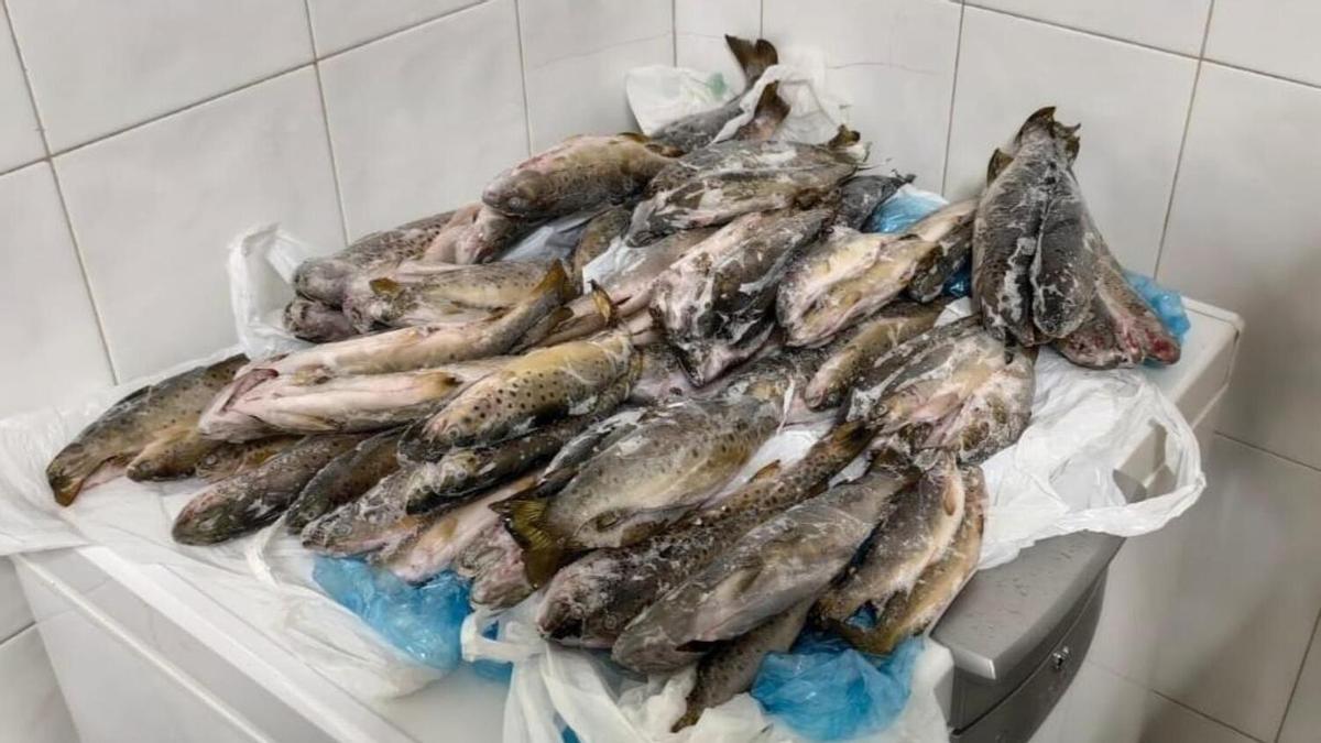 Medio Ambiente detecta un auge de la pesca eléctrica en los ríos gallegos: «No me esperaba que hubiese tanto furtivismo de este tipo»