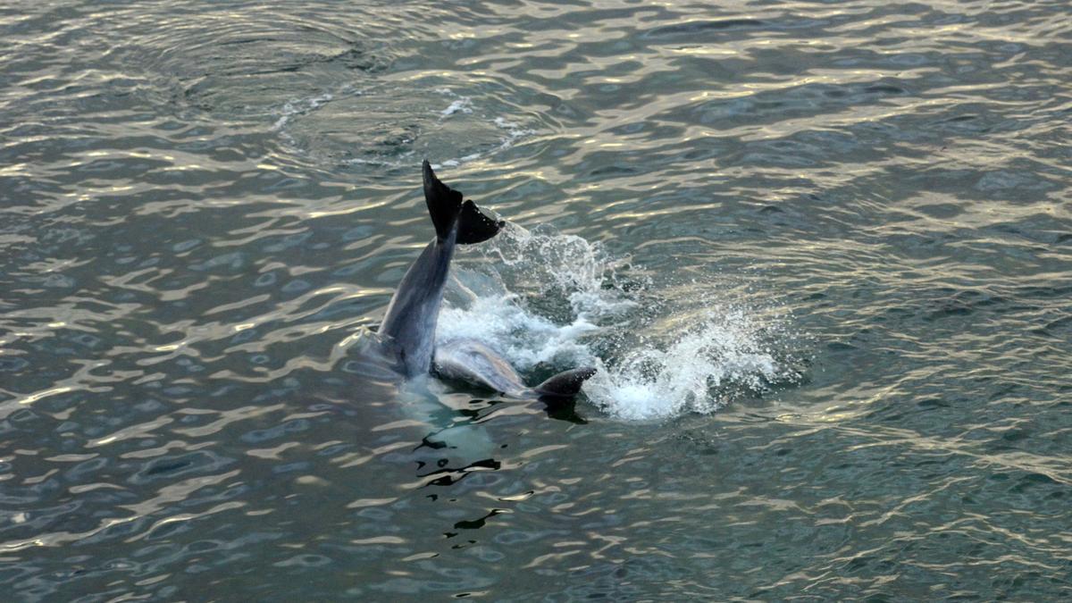 Los delfines confinados en aguas de A Toxa desde el miércoles.