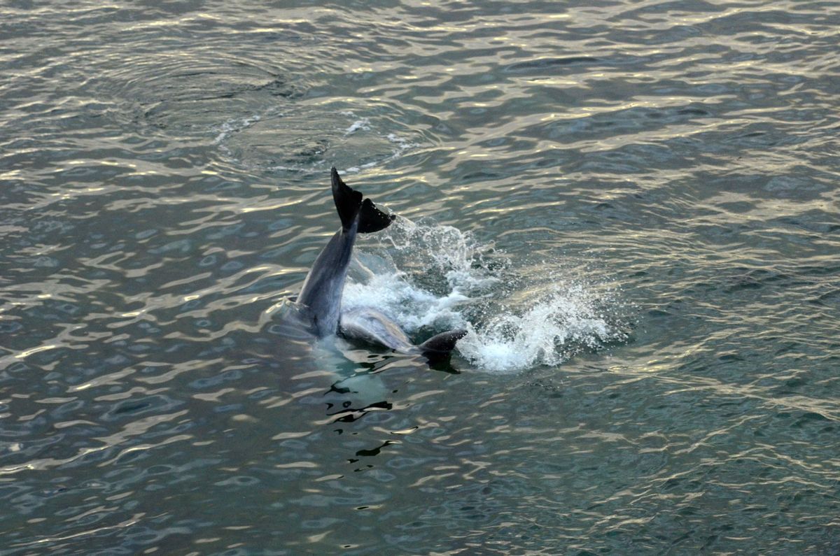 Los delfines confinados en aguas de A Toxa desde el miércoles.
