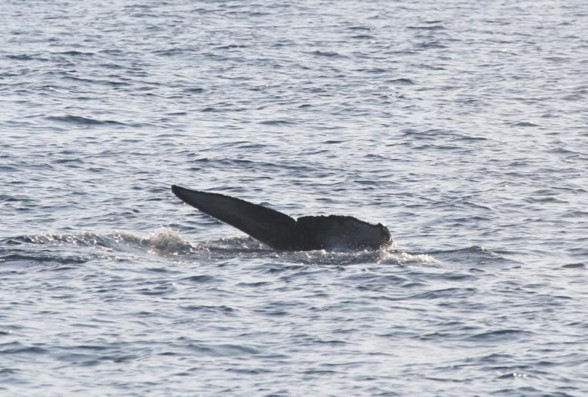 Avistan una ballena junto a las costas de la Región