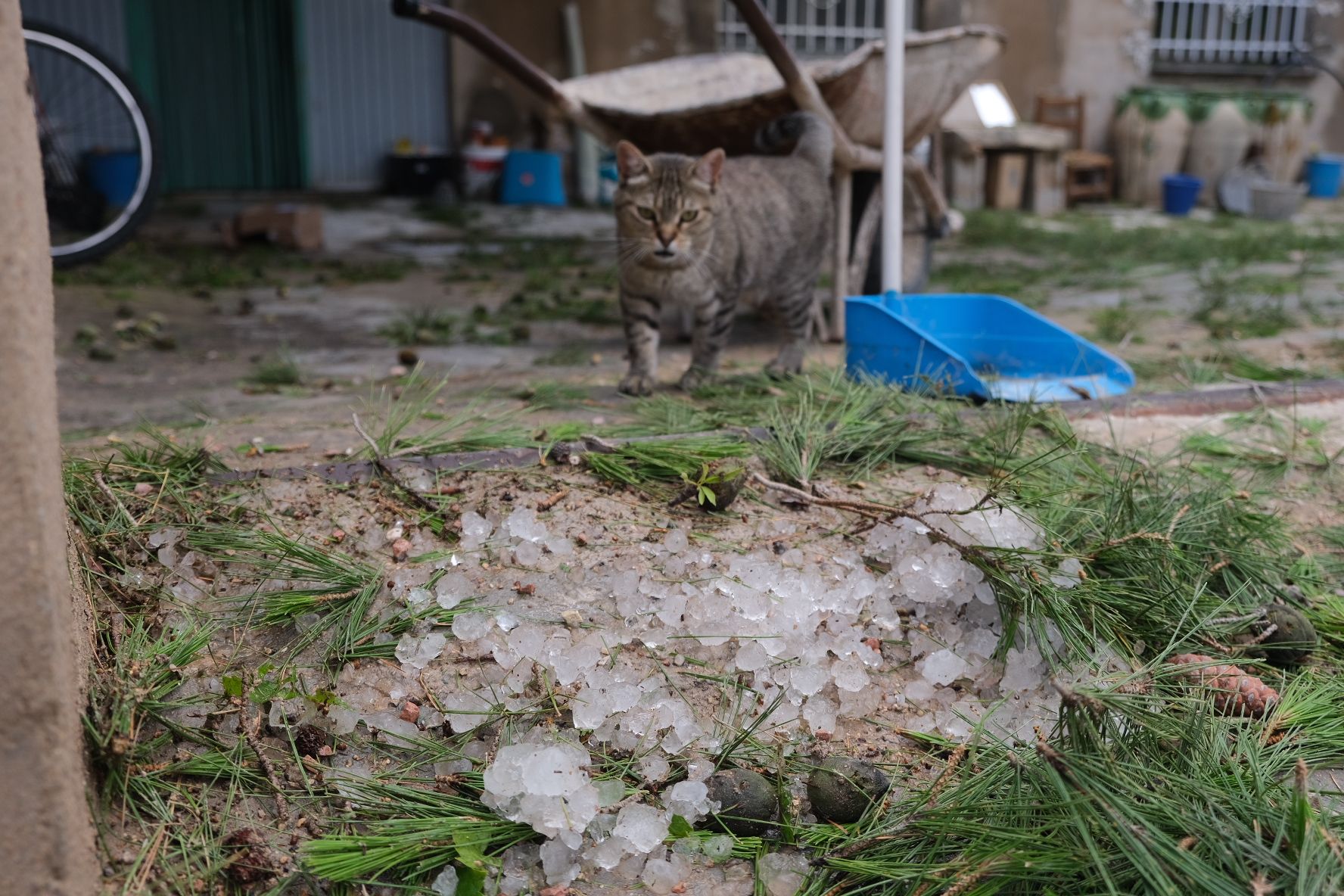 Tormenta de intensidad torrencial con rayos y granizo en el Alto y Medio Vinalopó