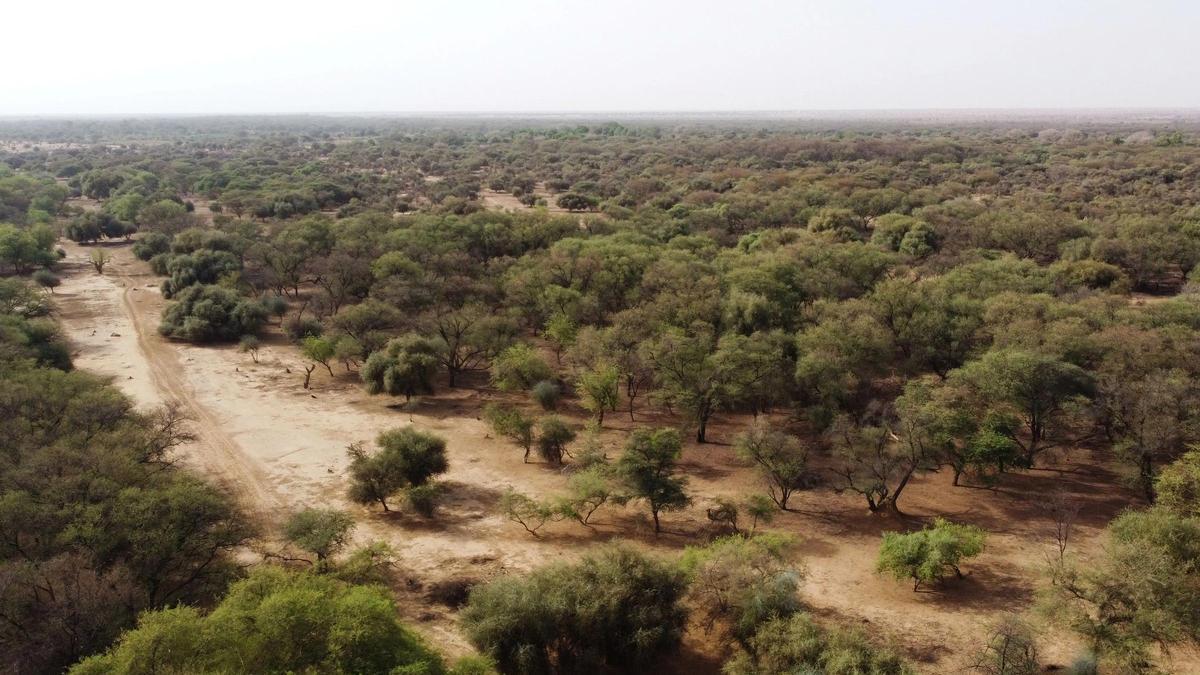 Árboles en la Gran Muralla Verde, a las afueras del departamento de Walalde, en Senegal.
