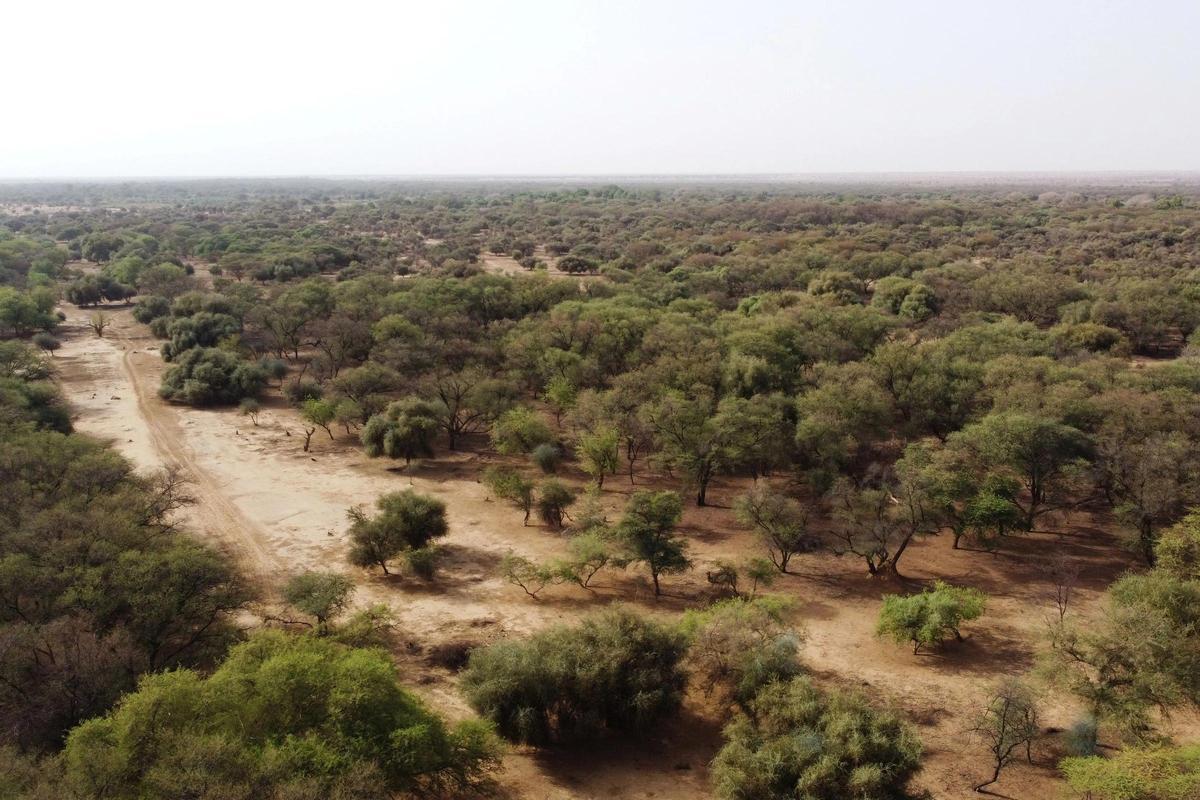 Árboles en la Gran Muralla Verde, a las afueras del departamento de Walalde, en Senegal.