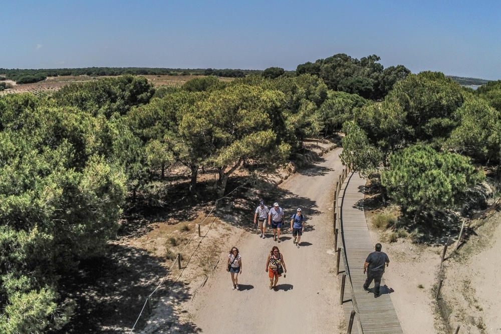 Un proyecto financiado con fondos europeos pretende restaurar el entorno de las lagunas de Torrevieja y La Mata con la retirada de 27.000 pinos y eucaliptos para "salvar" la pinada y replantar especie