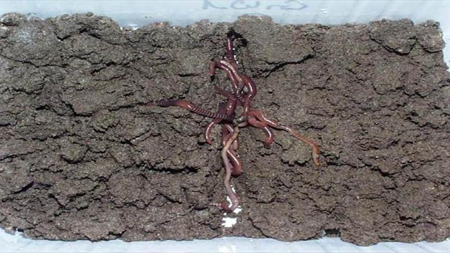 Las lombrices podrían limpiar los suelos contaminados por lindano