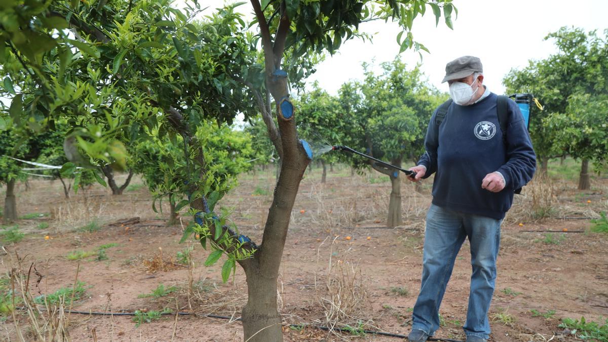 Un agricultor pulveriza un producto para combatir la plaga del ‘cotonet’ en un cultivo citrícola de la Plana Baixa.