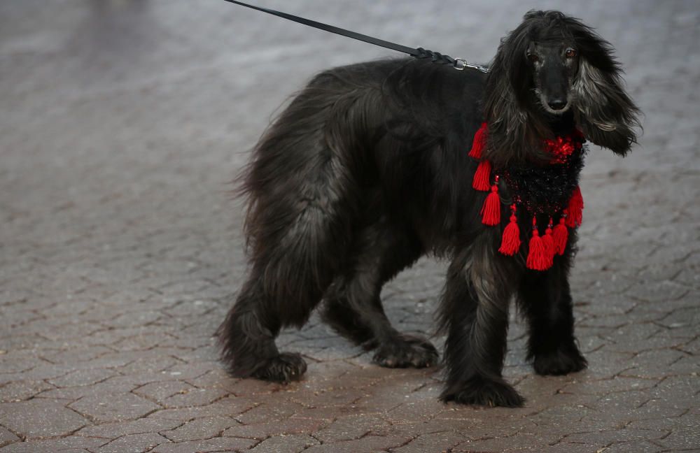 Crufts 2019: L'exhibició de gossos més gran del món