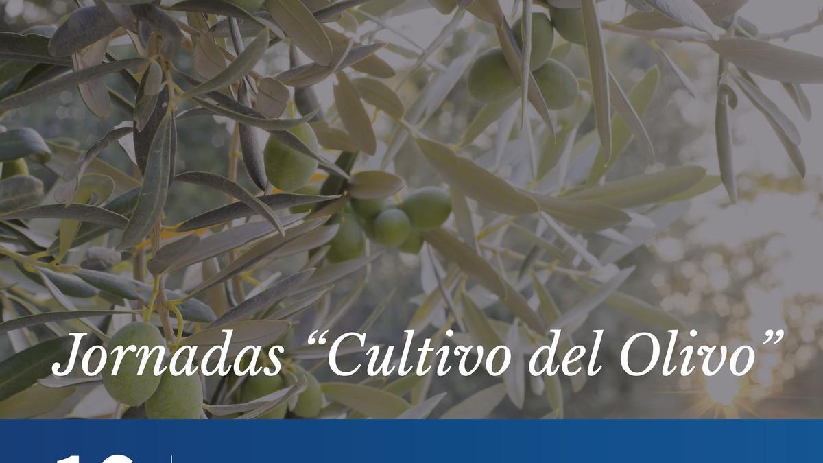 Ayuntamiento y Agrocabildo organizan unas jornadas sobre el cultivo del olivo