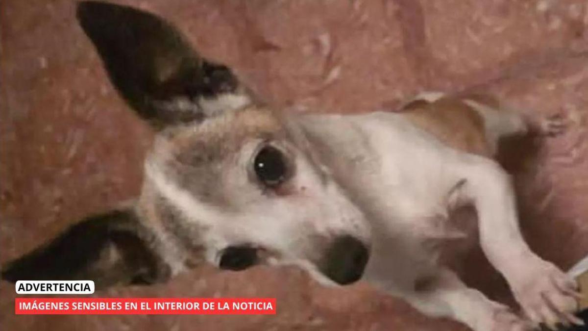 Boli, mascota decapitada en Tenerife.
