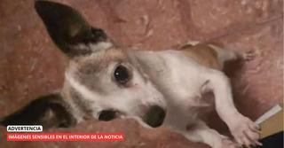 La última salvajada en maltrato animal en Tenerife: decapitan a un perro y colocan su cabeza en la puerta de sus propietarios