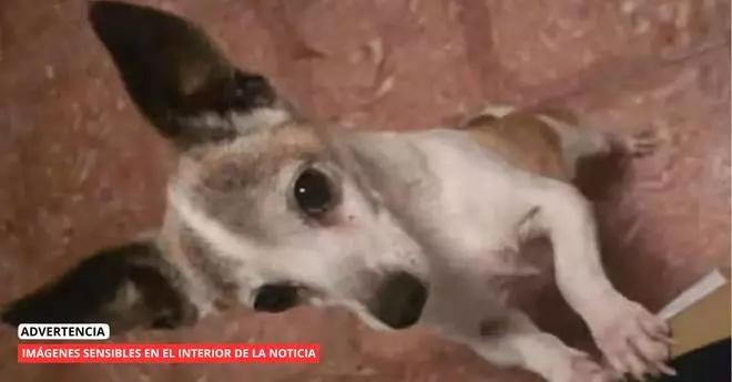 La última salvajada en maltrato animal en Tenerife: decapitan a un perro y colocan su cabeza en la puerta de sus propietarios