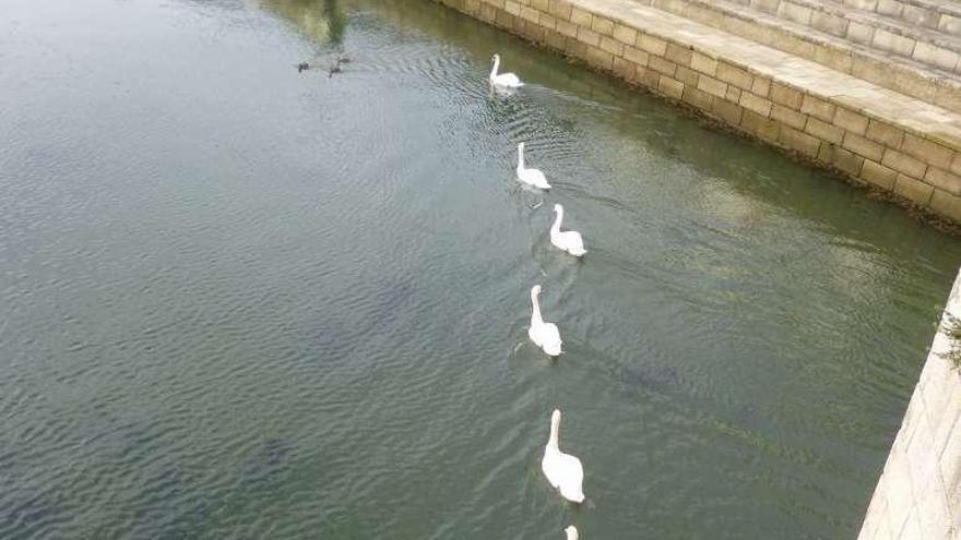 Grupo de cisnes bajo el puente de O Burgo. i. r.