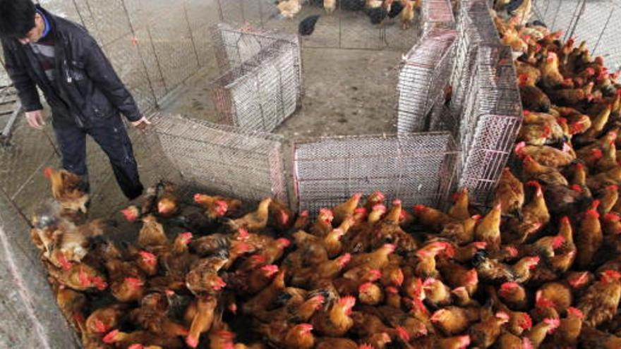 Un granjero chino con sus gallinas en un mercado de Nanjing.