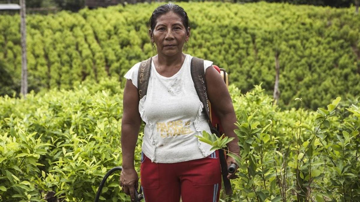 zentauroepp48572838 fotos colombianas cocaleras en alta  para el m s peri dico  190612124810