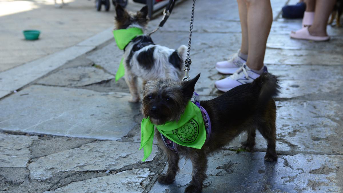 Dos perros durante una marcha local contra el abandono.