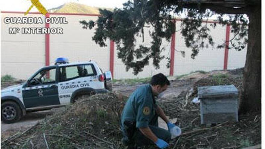 Seis meses de cárcel por matar a un perro con una sardina envenenada en Enguera