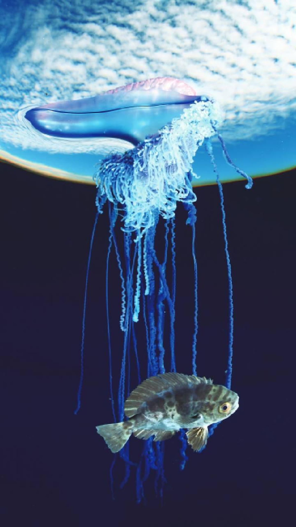 The blue paradise in Tenerife