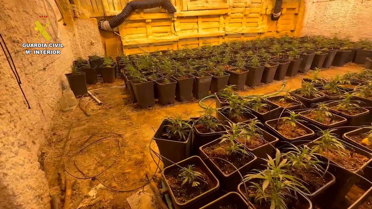 La Guardia Civil detiene a un vecino de Casariche y desmantela una plantación de marihuana con 535 plantas en Lucena.