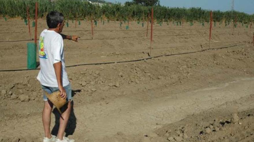 Finca donde se sustrajeron 70 plantas de aguacate.