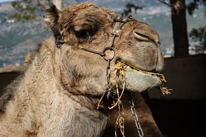 Los dromedarios ya están listos para trasladar a los Reyes Magos de Alcoy