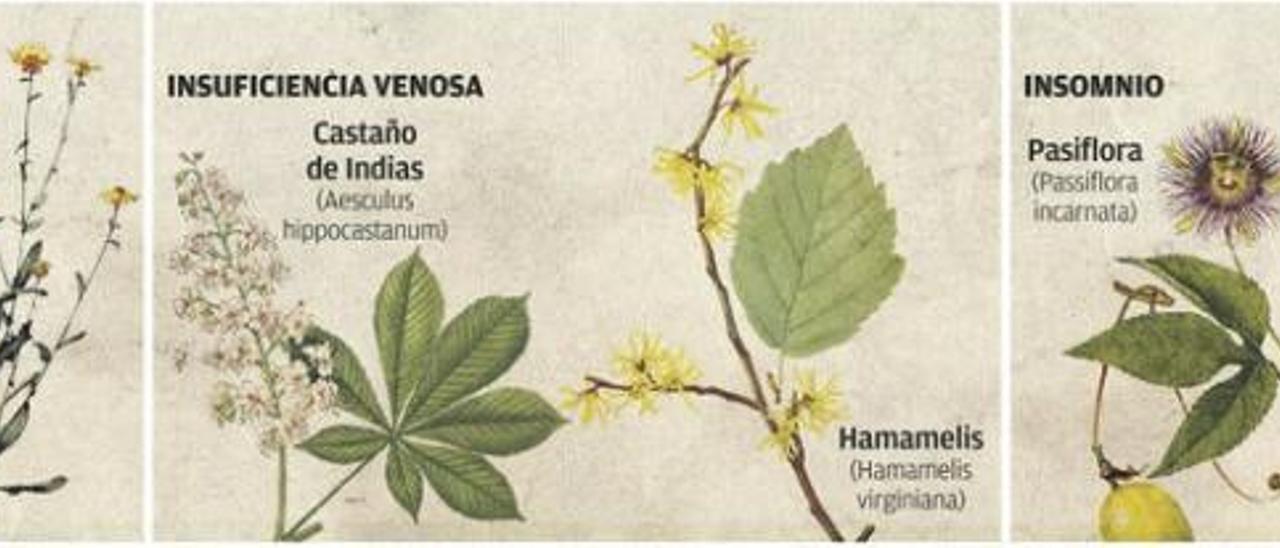 Plantas medicinales, lo natural no es inocuo