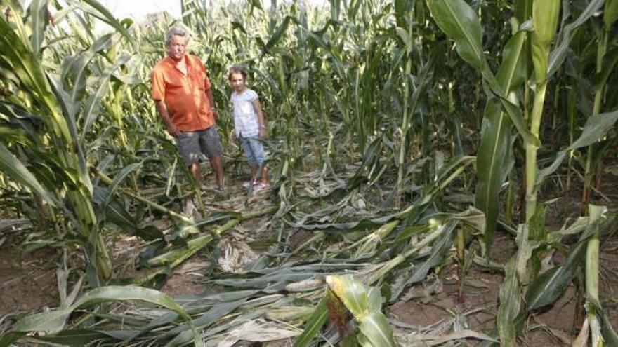 Darío Guzmán posa delante de varias plantas de maíz derribadas por el jabalí.  // Bernabé/Luismy