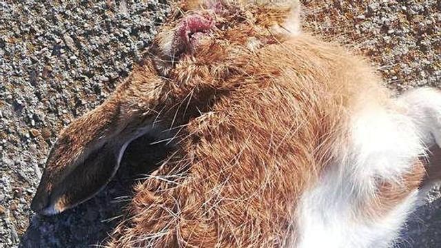 Liebre con indicios de mixomatosis hallada en Cañizo.