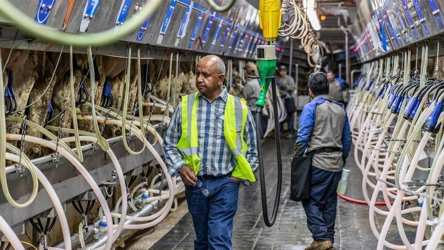 La fórmula de un gigante lácteo con 40.000 vacas y 650 trabajadores para atraer mano de obra a las granjas: "Nuestra cultura se puede aplicar en Galicia"