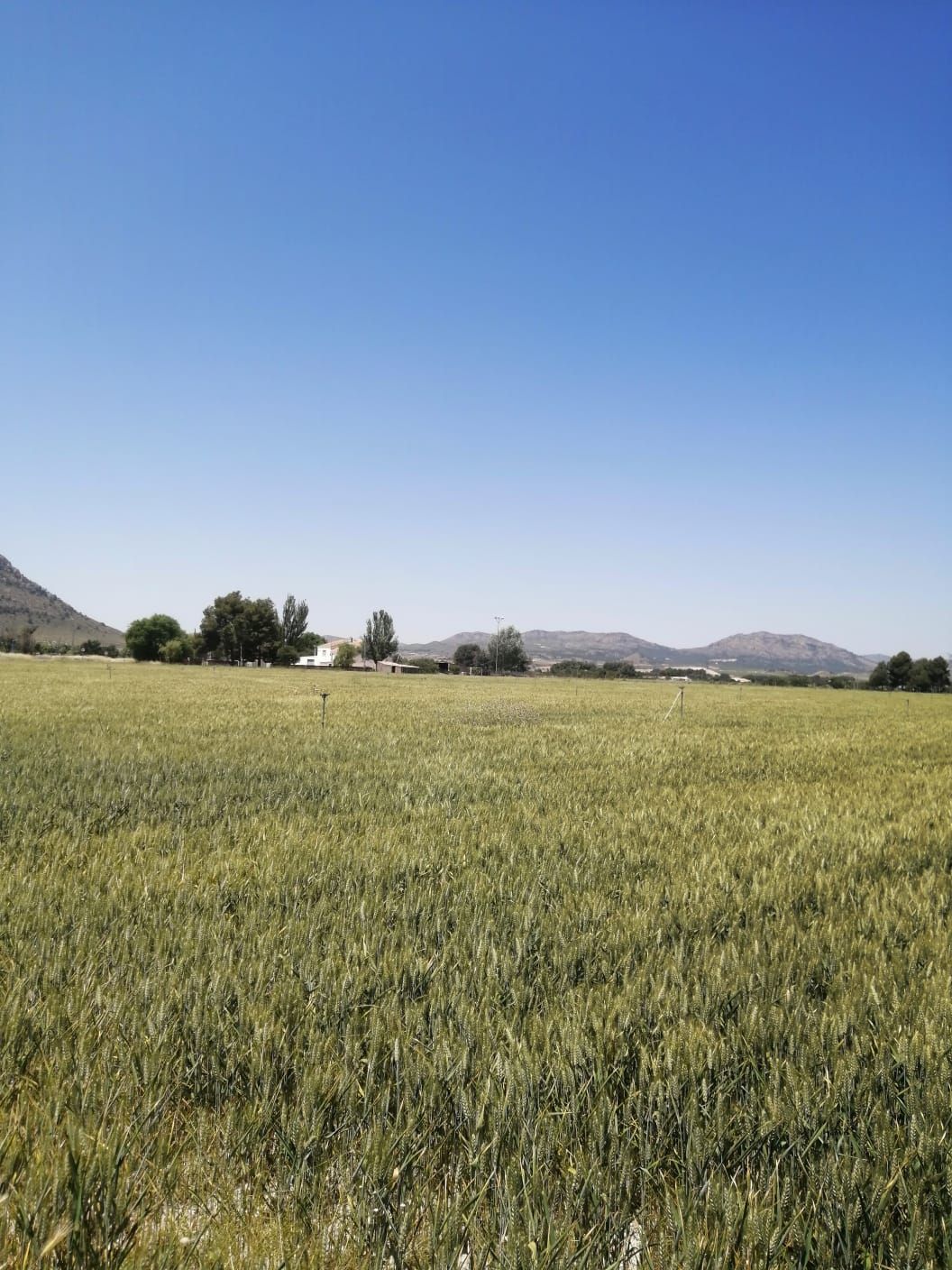 Plantación de trigo en Villena