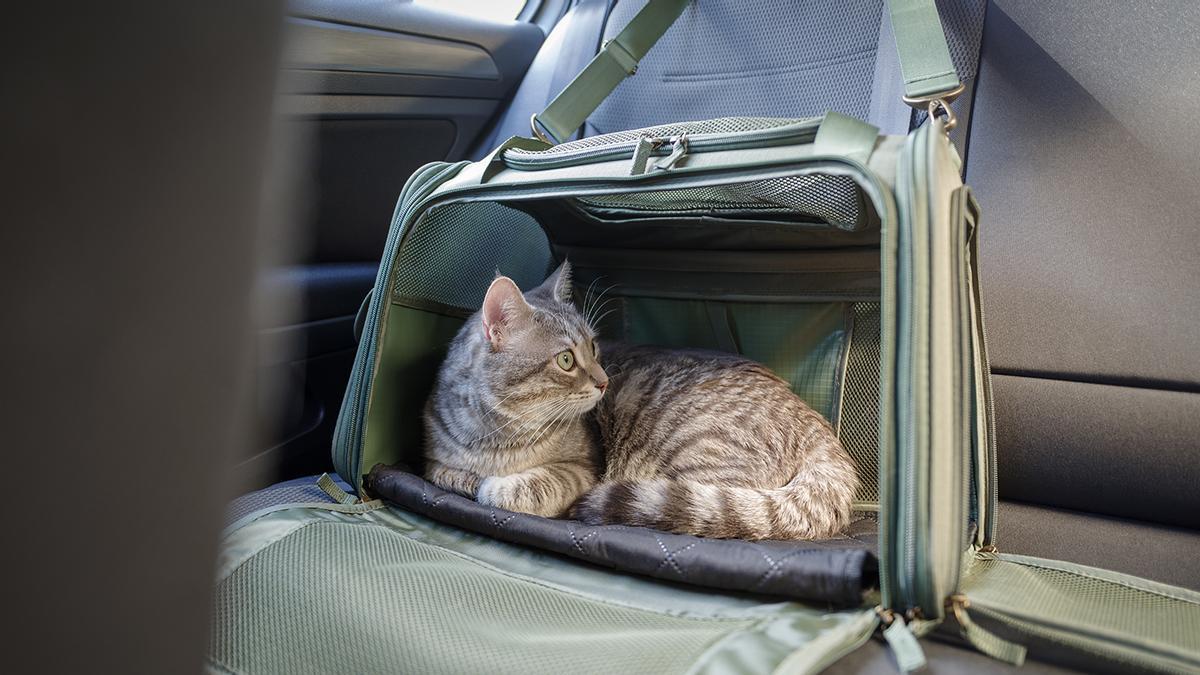 Cambios por circular con nuestro gato en el coche tras la "controvertida Ley de protección de los derechos y el bienestar de los animales": adiós a abrazarlo o dar caricias, con sanción de 500 euros