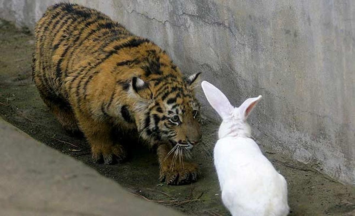 Un cadell de tigre de cinc mesos observa un conill al zoològic Jiufeng Forest de Wuhan, província de Hubei (Xina). Els ensinistradors van ficar el conill a la gàbia del felí com un exercici d’entrenament per estimular l’instint de caça del tigre.