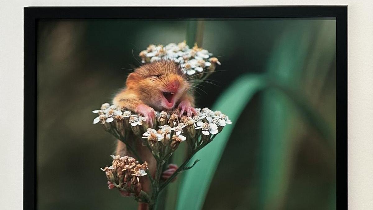 Humor animal en A Coruña para concienciar sobre el medio ambiente