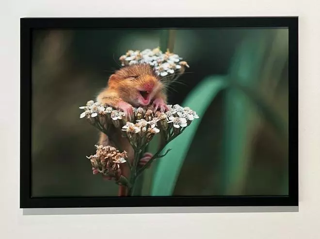 Exposición 'Comedy Wildlife. Premios de fotografía' en Afundación