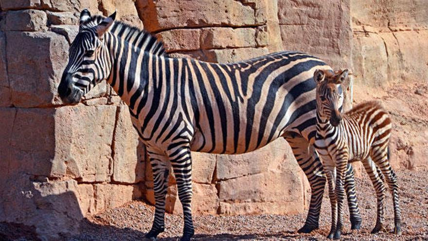 Cebras, ¿rayas blancas, negras o de colores?