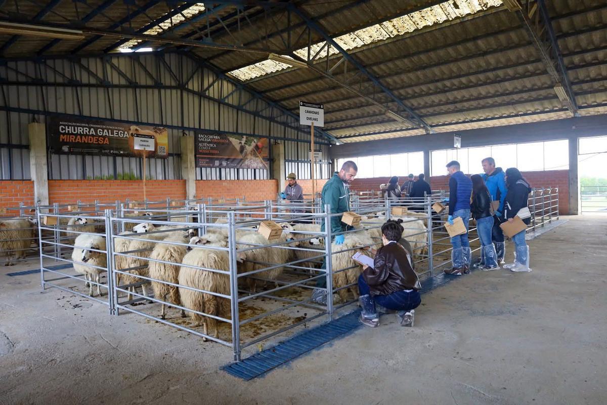 GALERÍA | Miranda do Douro exhibe carne de alta calidad